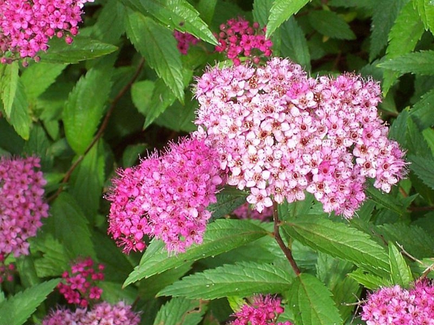 Spiersträucher (Spiraea)